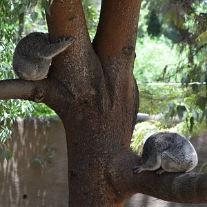 Koalas