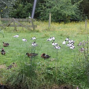 Dutch meadow part of the migratory bird aviary.