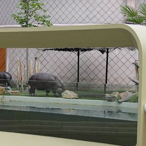 Pygmy hippo enclosure