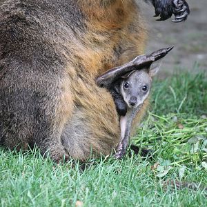 Swamp wallaby