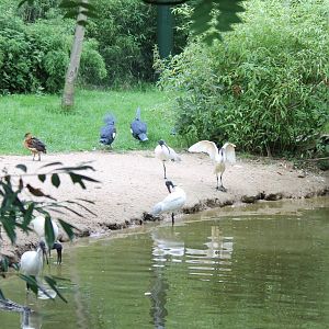 Beach in the Asian swamp aviary