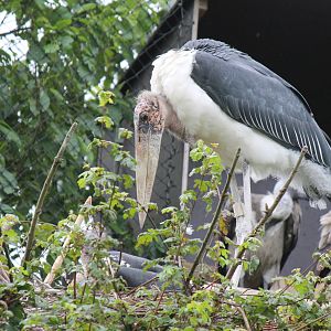 Marabu stork on nest.