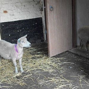 April investigates the hay store while her mother keeps watch, 20th July 20