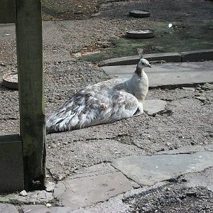 Peering out at the big wide world, 20th July 2014
