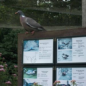 An intruder in the walk-through aviary, 20th July 2014