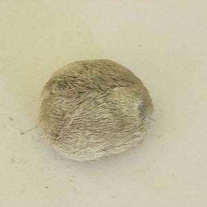 Red heart urchin ( Meoma ventricosa )