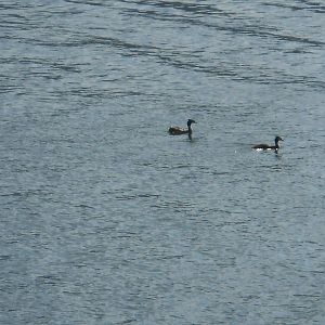 Great crested grebes