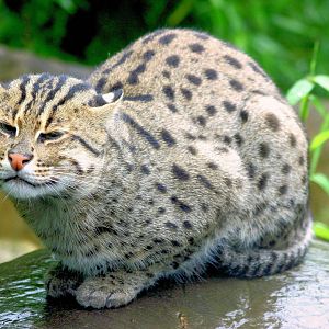 Fishing cat; RSCC; 20th July 2014