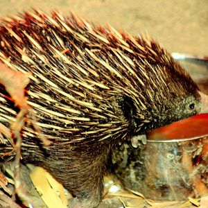 New Guinea short-beaked echidna; RSCC; 20th July 2014