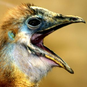 Young northern cassowary; RSCC; 20th July 2014