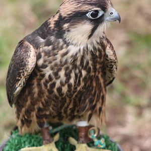 Park birds on display at Driffield Show, 16th July 2014
