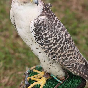 Park birds on display at Driffield Show, 16th July 2014