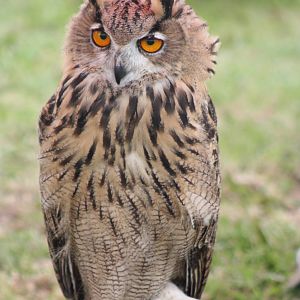 Park birds on display at Driffield Show, 16th July 2014