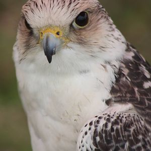 Park birds on display at Driffield Show, 16th July 2014