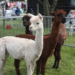 Alpacas at Driffield Show, 16th July 2014