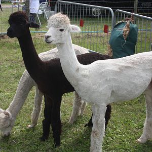 Alpacas at Driffield Show, 16th July 2014