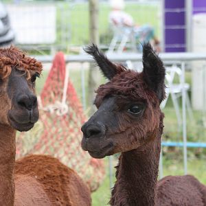 Alpacas at Driffield Show, 16th July 2014