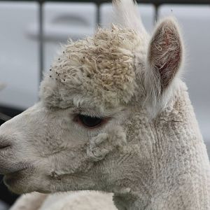 Alpaca at Driffield Show, 16th July 2014