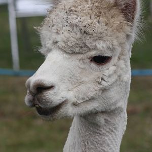 Alpaca at Driffield Show, 16th July 2014