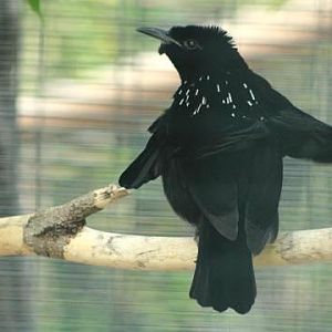 Superb Bird-of-paradise