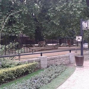 Enclosure Hartmann's mountain zebras