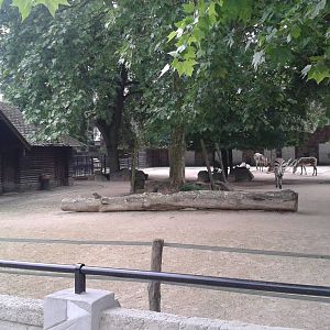 Enclosure Hartmann's mountain zebras
