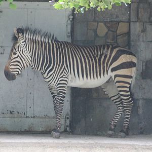 Hartmann's mountain zebra