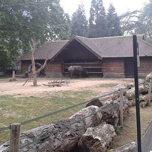 Cape buffalo enclosure