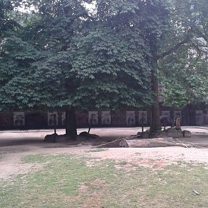 Cape buffalo enclosure