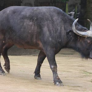 Cape buffalo