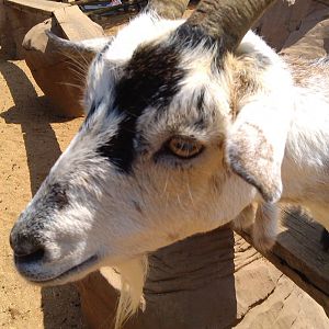 Colchester Zoo 22/07/14