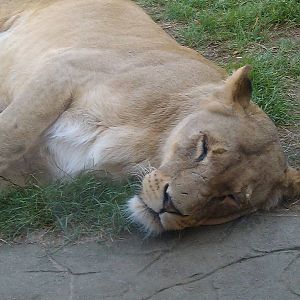 Colchester Zoo 22/07/14