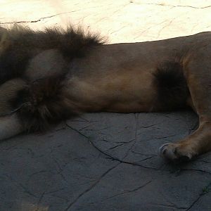 Colchester Zoo 22/07/14