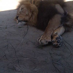 Colchester Zoo 22/07/14