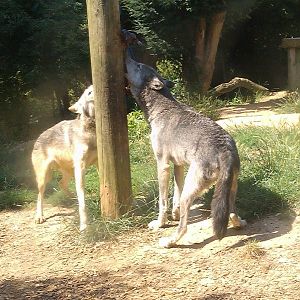 Colchester Zoo 22/07/14
