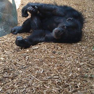 Colchester Zoo 22/07/14