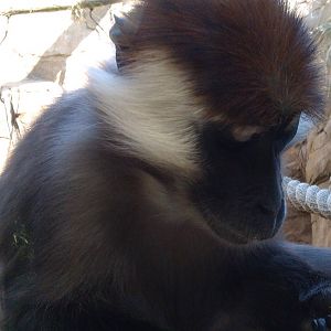 Colchester Zoo 22/07/14