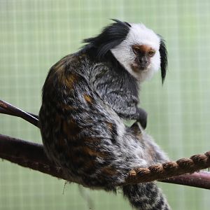 White -faced marmoset