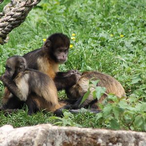 Yellow-breasted capucines