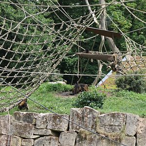 Enclosure Yellow-breasted capucines