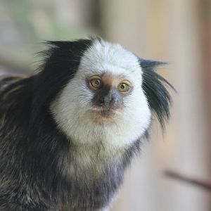 White-faced marmoset