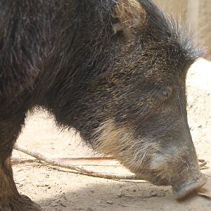 Southern white-lipped peccary