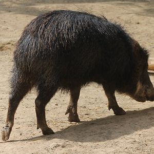 Southern white-lipped peccary