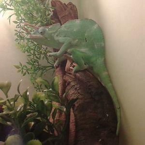 Usambara three-horned chameleon