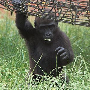 Lowland Gorilla baby, Lope