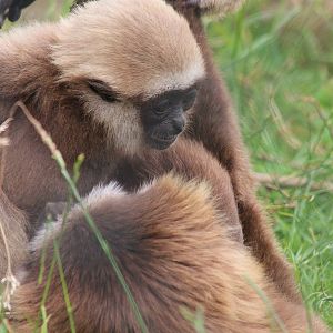 Agile Gibbon baby