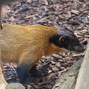Yellow Throated Marten