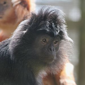 Javan Langur