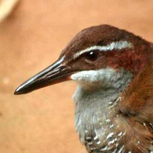 Guam Rail