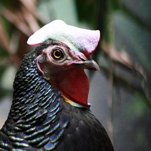 Green Junglefowl
